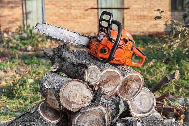 Best Tree Pruning Services  in USA